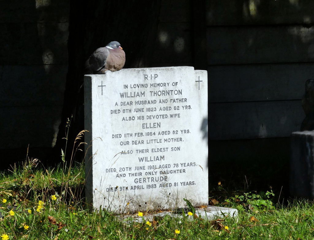 A pigeon sat on a tombstone contemplating mortality by janturnbull