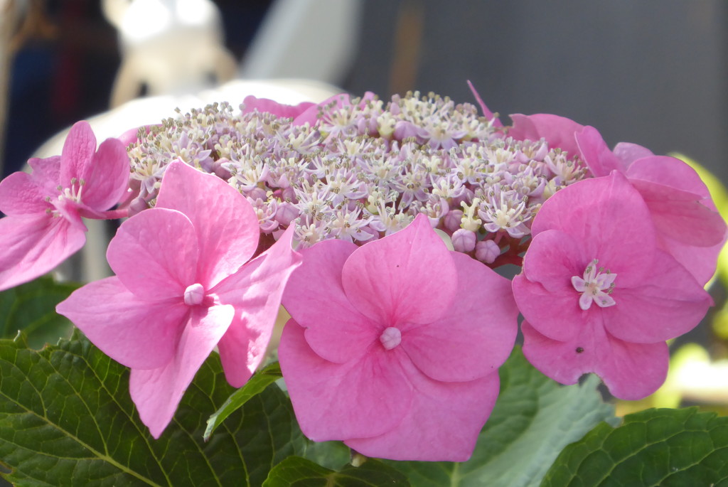 Lace hydrangea now full bloom by speedwell