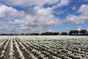 19th Jul 2020 - White (field) and white (Glouds) 