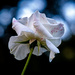 Bokeh and Rose... by vignouse