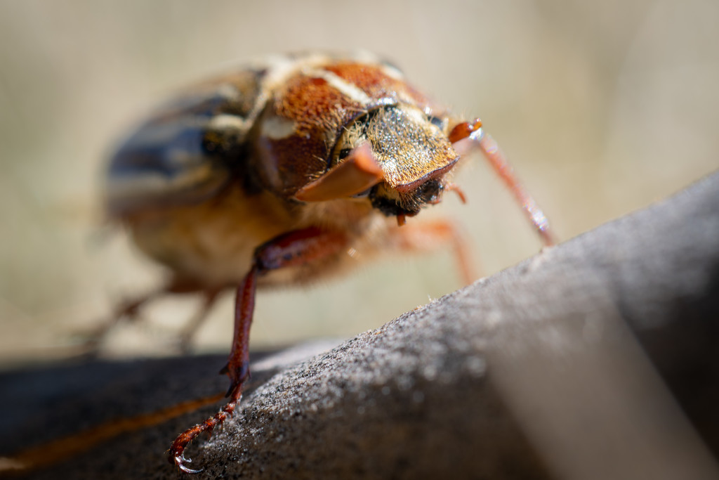 Hissing Beetle (June Beetle) by teriyakih