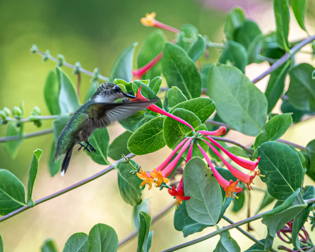 Hummingbird and Trumpet Flower by marylandgirl58