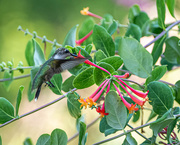 19th Jul 2020 - Hummingbird and Trumpet Flower