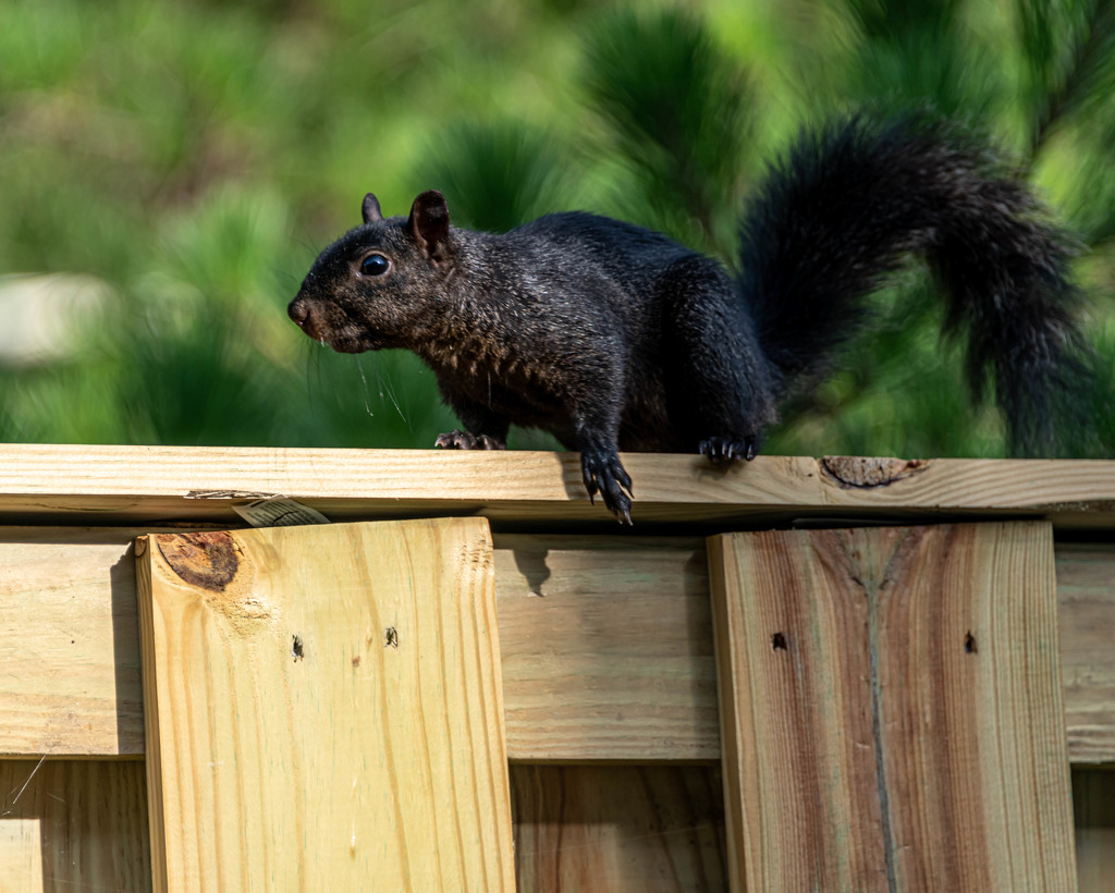 Black Squirrel Checking Out the Scene by marylandgirl58