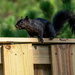 Black Squirrel Checking Out the Scene by marylandgirl58