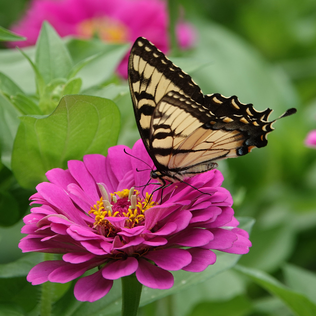 Tiger Swallowtail nectaring by annepann