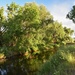 Poudre River at Prospect Ponds by sandlily