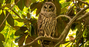 19th Jul 2020 - Barred Owl Keeping an Eye on Me!