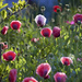 Poppies by kiwichick