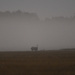 Foggy Encounter by kareenking
