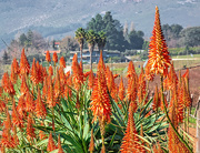 20th Jul 2020 - Roadside Aloes