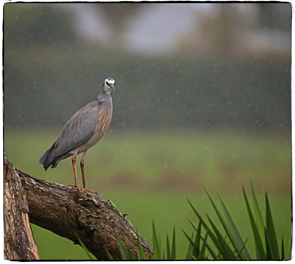 Wet Heron by rustymonkey