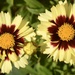 Coreopsis  by wakelys