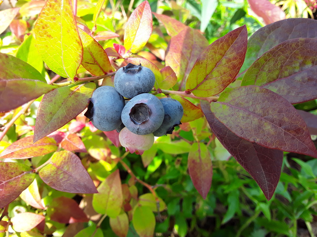 Blueberries  by beryl