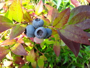 20th Jul 2020 - Blueberries 