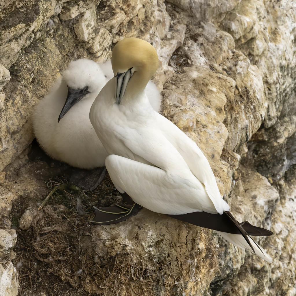 Gannet and Chick by shepherdmanswife