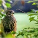 Who's a pretty bird then!  by lyndamcg