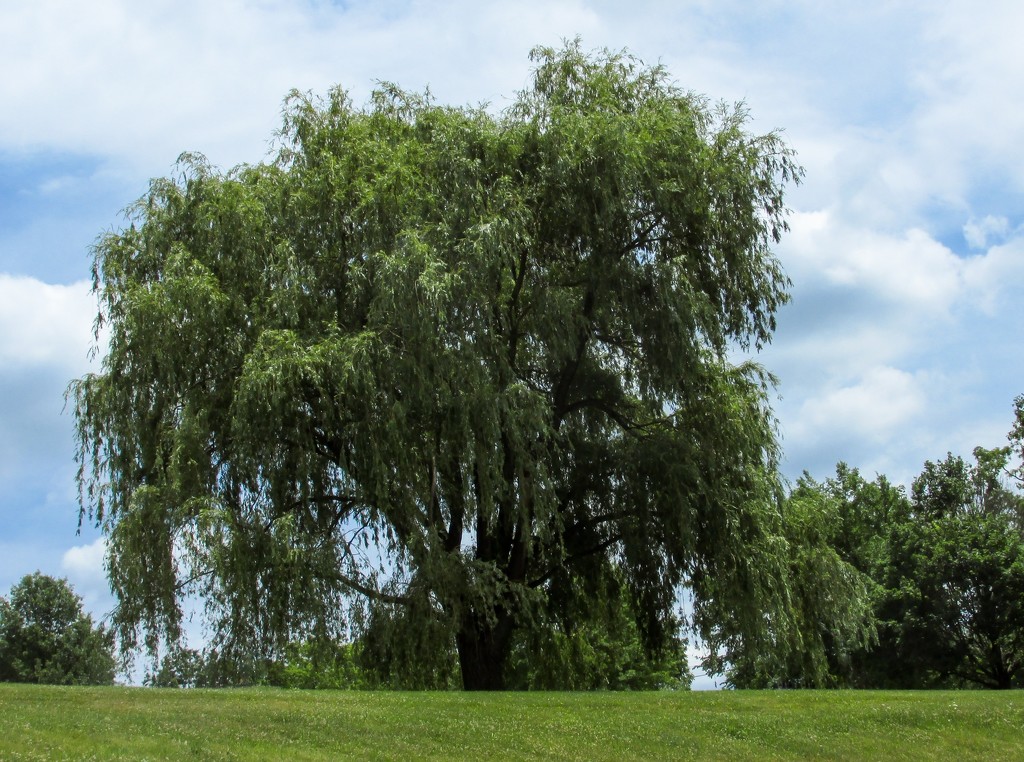 Weeping willow tree by mittens