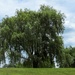Weeping willow tree by mittens