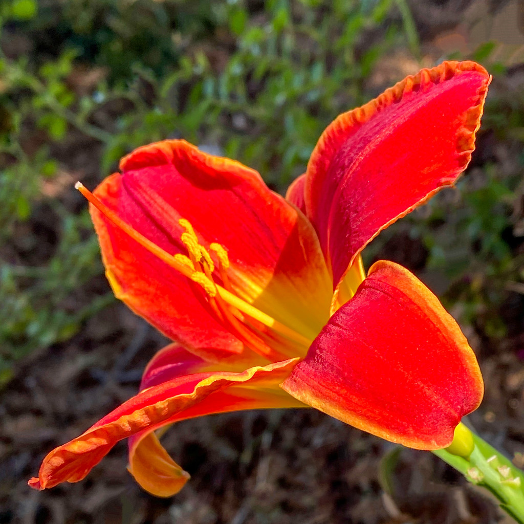 Red Lily by shutterbug49