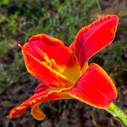 20th Jul 2020 - Red Lily