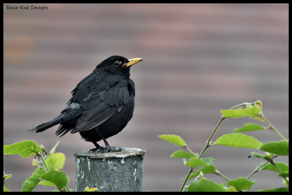 A rather scruffy blackbird by rosiekind