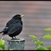 A rather scruffy blackbird by rosiekind