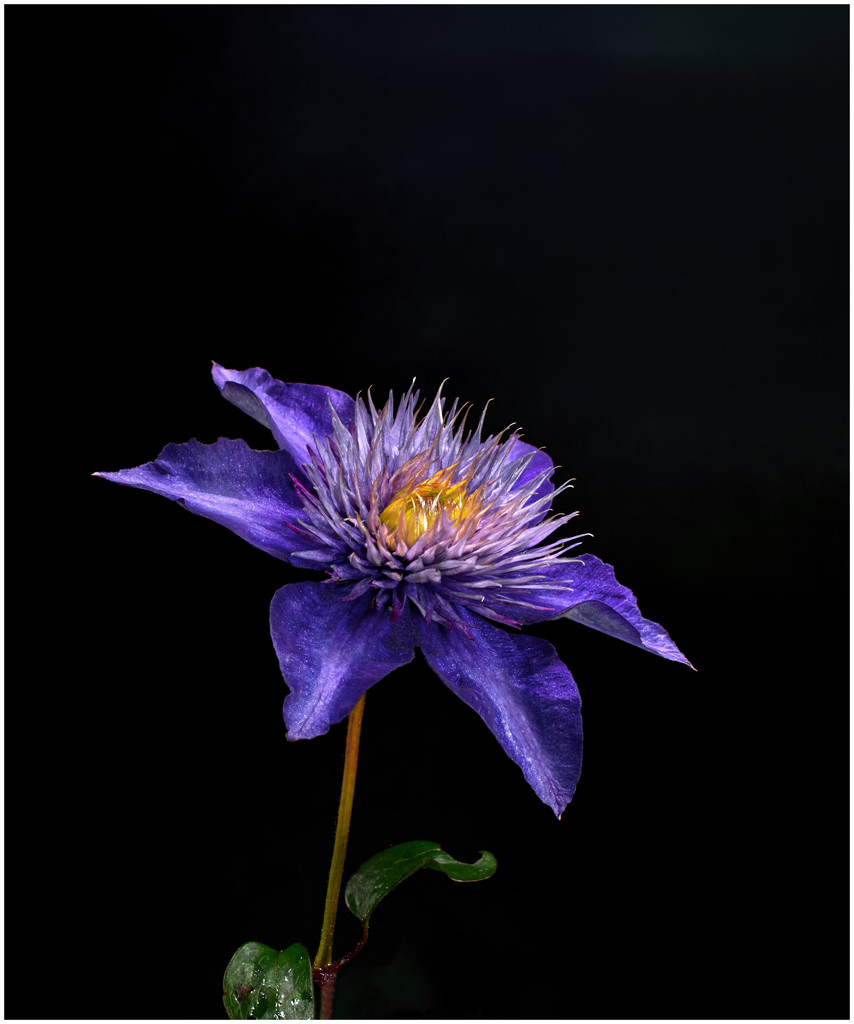 Clematis from No 4 arch by jon_lip