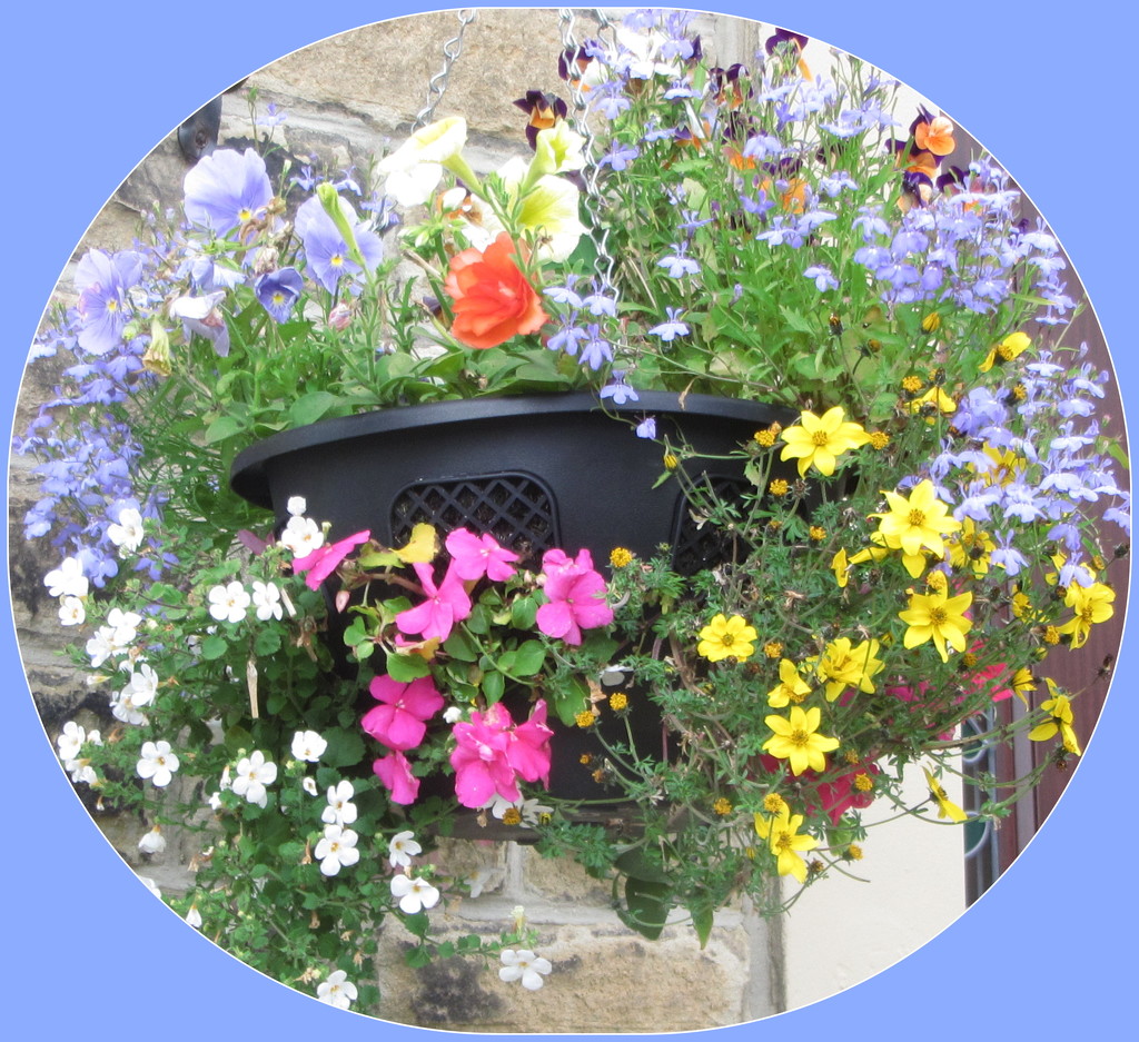 Colourful hanging basket. by grace55