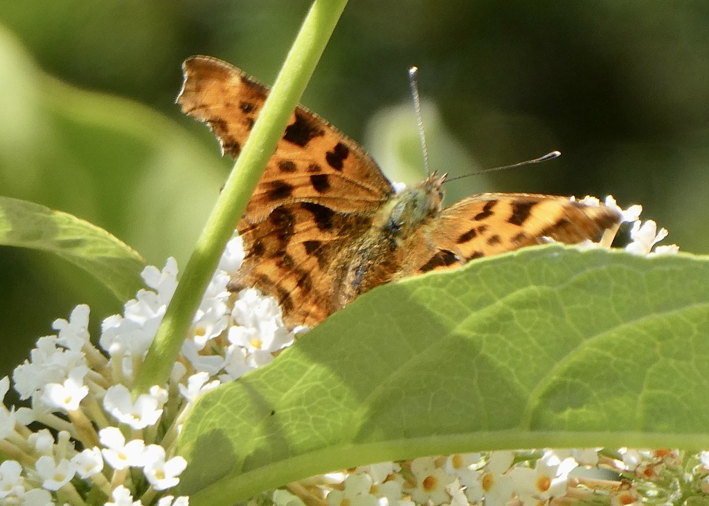 Beautiful Comma by orchid99