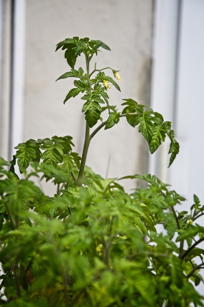 Tomato Plants by billyboy