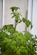 20th Jul 2020 - Tomato Plants