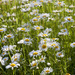 The daisies are out by kiwichick