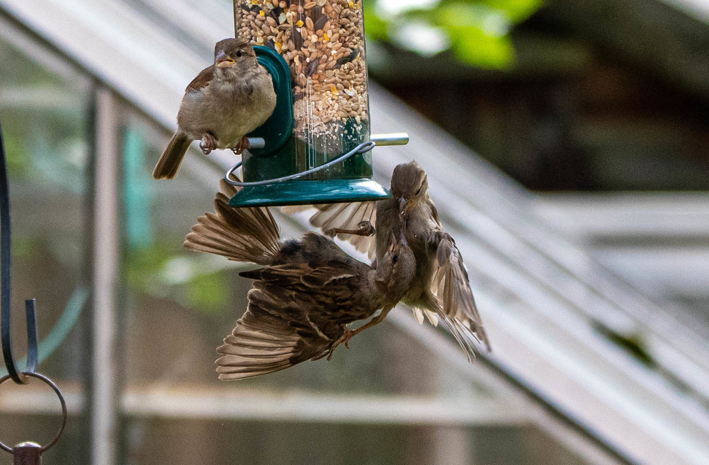 Sparrow dispute by stevejacob