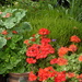 geraniums on the patio by snowy