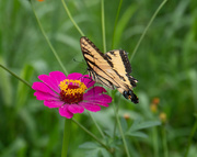20th Jul 2020 - Yellow Swallowtail on Magenta Zinnia