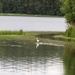 Great White Egret, Paimpont Lake by s4sayer
