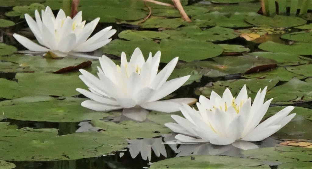Waterlilies by radiogirl