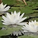 Waterlilies by radiogirl