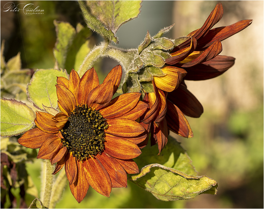 Sunflowers by pcoulson