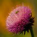 musk thistle with northern corn rootworm by rminer