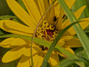 20th Jul 2020 - maximilian sunflower 