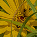 maximilian sunflower  by rminer