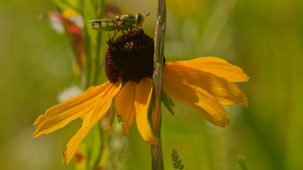 Soldier fly on black-eyed susan by rminer