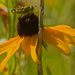 Soldier fly on black-eyed susan by rminer