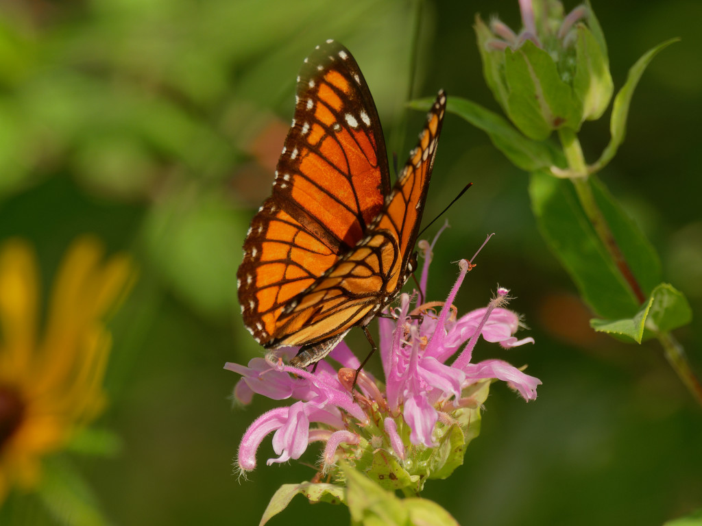 viceroy on bergamot by rminer