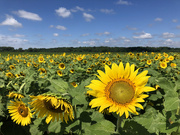 18th Jul 2020 - Sunflower Field