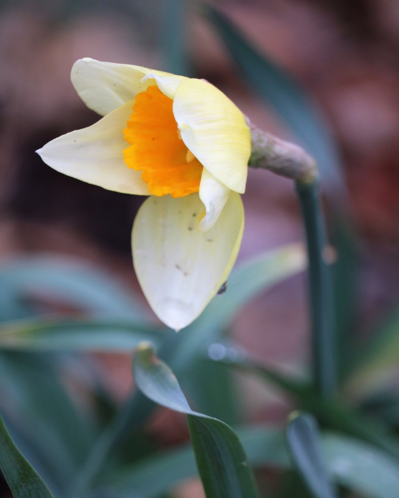 March 24: Jonquil by daisymiller