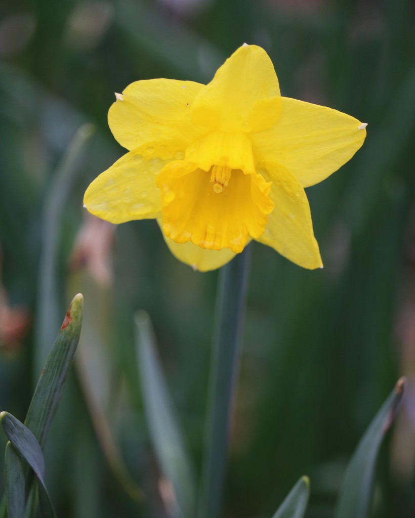 March 25: Daffodil by daisymiller