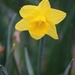 March 25: Daffodil by daisymiller